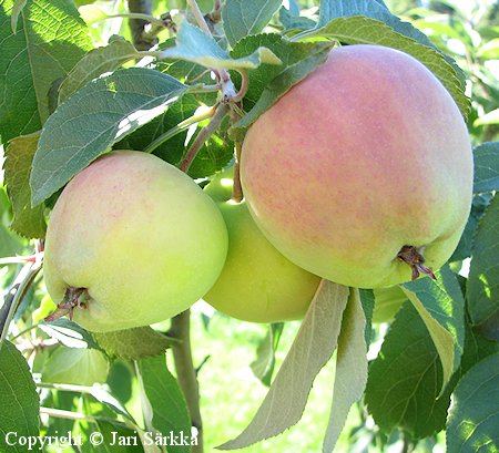 Malus domestica 'Silva', tarhaomenapuu